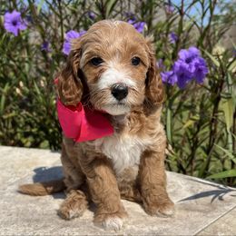 Pink Girl - Red  female Goldendoodle puppy in The Woodlands, Texas from Gracie's Goldendoodles and Bernedoodles