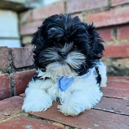 Shihpoo and Shih Tzu Puppies from The Luckie Puppy