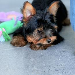 Lucas - Black and gold male Yorkshire Terrier puppy in Cape Coral, Florida from Katherine’s Yorkies and Poodles