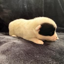 Maverick - male Nenets Herding Laika puppy in Rockville, Maryland from Skais the Limit