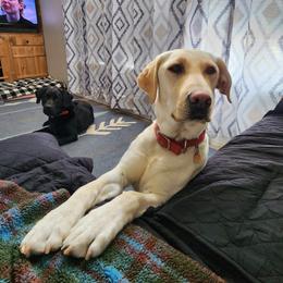 Rein - Labrador Retriever