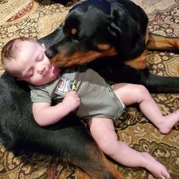 Rottweiler Puppies from Von Nuffosttor Rottweilers