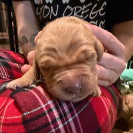Bronco - Dark golden male Golden Retriever puppy in Sandy, Oregon from Treasured K-9s