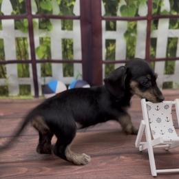Black and Cream Wirehair Female (brindle points) - Black and cream female Dachshund puppy in Killeen, Texas from Southern Dachshunds