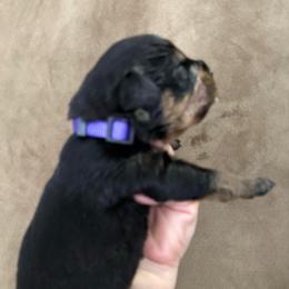 Athena - Black and tan female Rottweiler puppy in Newfoundland, Pennsylvania from Poconopaws
