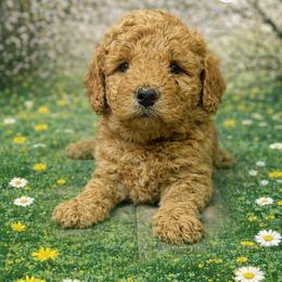 Edmund black collar - Apricot male Goldendoodle puppy in North Branch, Michigan from Graceful Miniature Goldendoodles