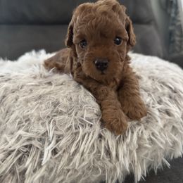 Lilo - Red  female Poodle puppy in Lathrop, California from Jamilette Delatorre's Poodles