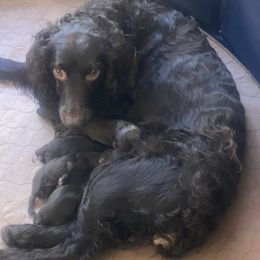 Boykin Spaniels from Steven's Spaniels