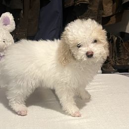 Poodle Puppies from Eagleridge Mini Poodles