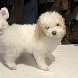 Poodle Puppies from Eagleridge Mini Poodles