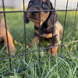 Dachshund Puppies from Carranza Puppy Farm