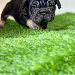 Star Burst - Black and tan female French Bulldog puppy in Buchanan, Michigan from Christie's Frenchies