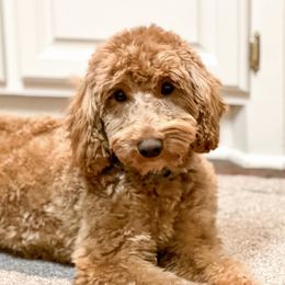 Moses - Goldendoodle
