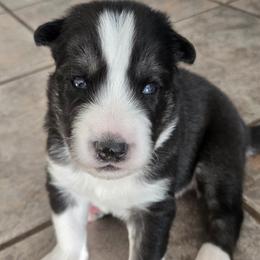 Boy 3 - male Siberian Husky puppy in Auburn, Washington from Black Diamond Siberian Huskies