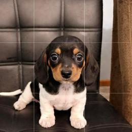 Boy 1 CKC Registered - Piebald male Dachshund puppy in Nacogdoches, Texas from S7 Dachsunds