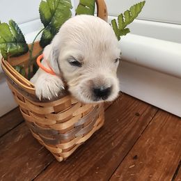 Boy 6 - Orange (Please read description) - Light golden male Golden Retriever puppy in Phoenix, Maryland from Tamarind Goldens