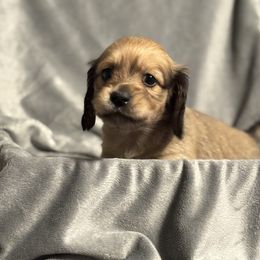 Dean - Shaded Cream - Cream male Dachshund puppy in Wasilla, Alaska from Denali Mini Dachshunds