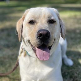 Labrador Retrievers from FireFly Farm Kennels