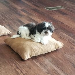 Shih Tzu Puppies from Melissa's World of Shih Tzus