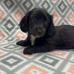 BOY 1 - Black male Dachshund puppy in Hoover, Alabama from Tide Town Doxies