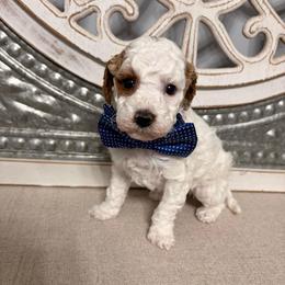 Blue collar - Parti male Goldendoodle puppy in Calico Rock, Arkansas from Cottrell’s Poodles & Doodles