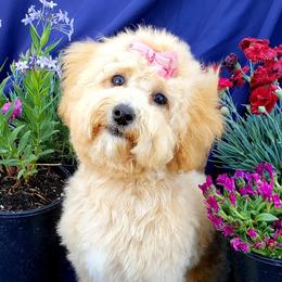 Zoey - Goldendoodle