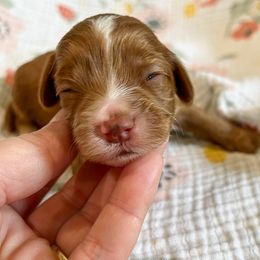 Sadie - Red and white female Cockapoo puppy in Beresford, South Dakota from DAKOTA DOOD RANCH