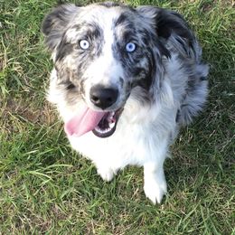 River - Australian Shepherd