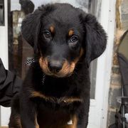 Beaucerons from Feu Eternel Beaucerons