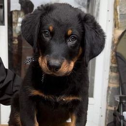 Beaucerons from Feu Eternel Beaucerons