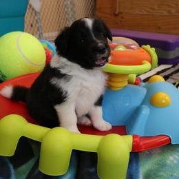 Border Collie Puppies from Top Notch Border Collies