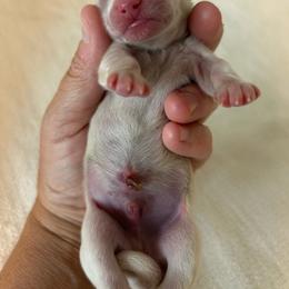 Simon - Cream male Dachshund puppy in Sebring, Florida from Mini Weenies