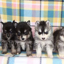Pomsky Puppies from Red Rock Ranch Breeders