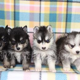 Pomsky Puppies from Red Rock Ranch Breeders
