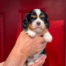 AKC Hampton - Tri-color male Cavalier King Charles Spaniel puppy in Bonney Lake, Washington from House of Happy Cavaliers