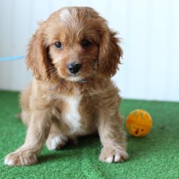 Thyme - Red male Cavapoo puppy in Springtown, Texas from North Texas Puppies