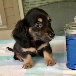 Dachshund Puppies from Meldox