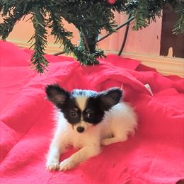 AKC Girl 3 - White black and tan female Papillon puppy in Joshua, Texas from Summertime Kennels