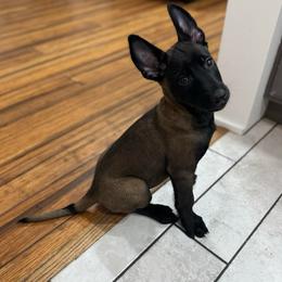 Brown Collar - Black sable male Belgian Malinois puppy in Muskegon, Michigan from Red Acres Working Line K9s