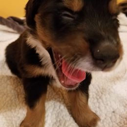 Toy Australian Shepherd Puppies from Shelly Johnson's Australian Shepherds