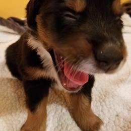 Toy Australian Shepherd Puppies from Shelly Johnson's Australian Shepherds