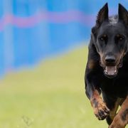 Beaucerons from Soleil et Lune Beaucerons
