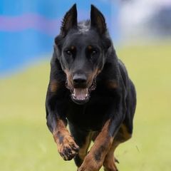 Beaucerons from Soleil et Lune Beaucerons