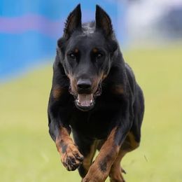 Beaucerons from Soleil et Lune Beaucerons