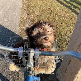 Havanese Puppies from Dori Scott