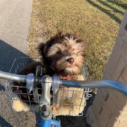 Havanese Puppies from Dori Scott
