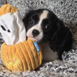 Ayana - Black and white female Cavalier King Charles Spaniel puppy in Stilwell, Oklahoma from Love Bug Cavaliers