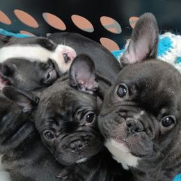 French Bulldogs from Donna Santora
