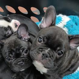 French Bulldogs from Donna Santora