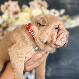 Elwood - Lilac dilute male Chinese Shar-Pei puppy in Lehigh Acres, Florida from Florida Wrinkles